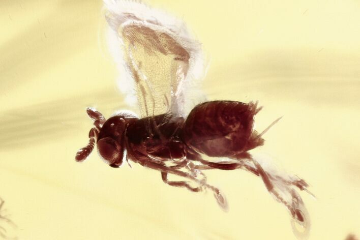 Fossil Parasitic Wasp (Encyrtidae) In Baltic Amber #357706